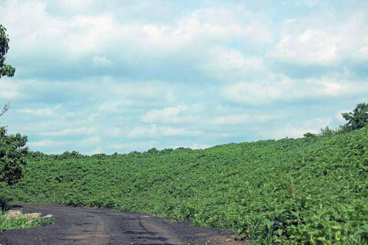The landscape berm built around the fill pile, pictured in 2018.