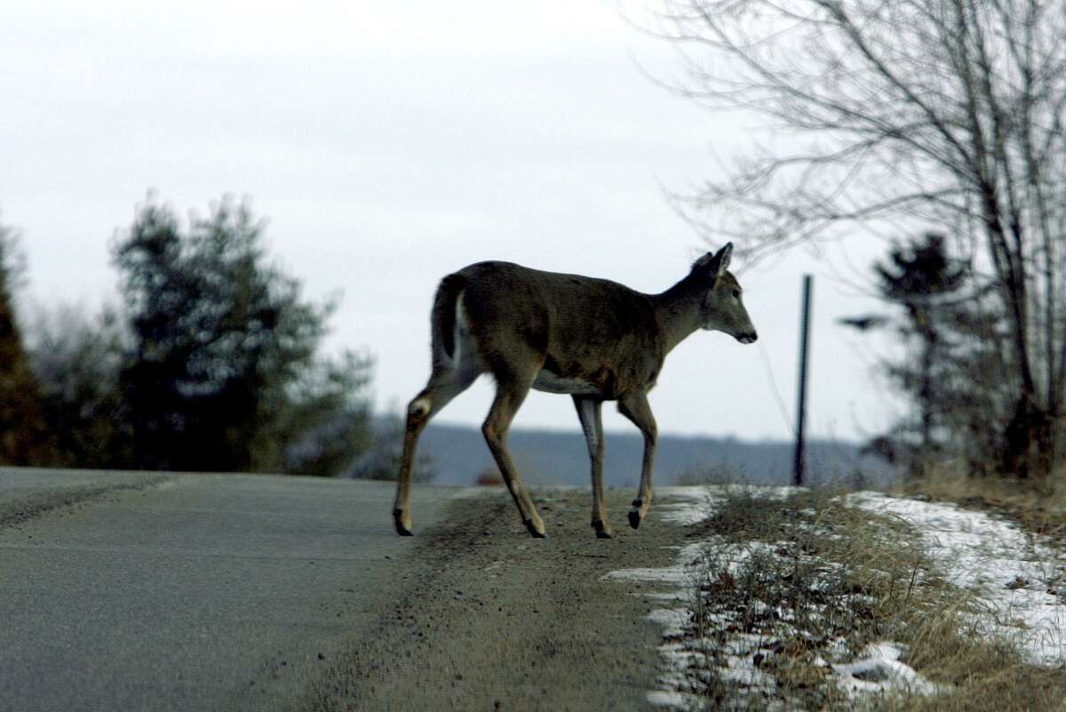 This is prime season for car-deer collisions in Connecticut with 208 occurring last November.