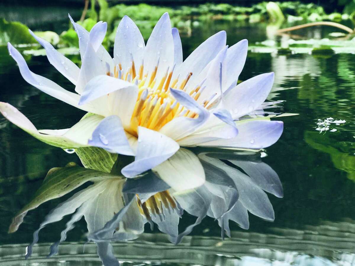 A white, night-blooming water lily is one of Cindee Klement’s favorite flowers. It lives in the beautiful pond she converted from an old swimming pool in the courtyard of her family’s home in River Oaks.