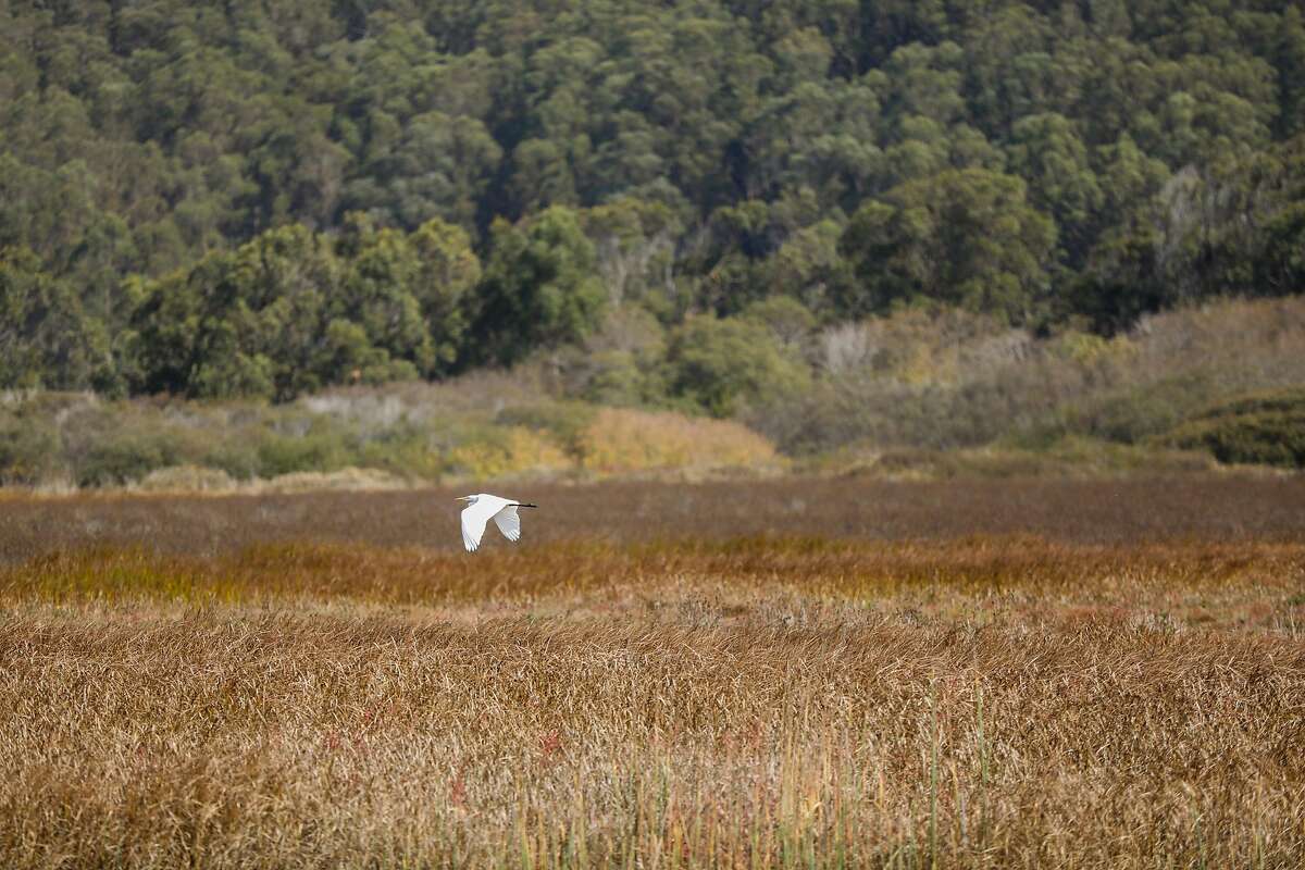 A bird flies through the Pescadero marsh natural preserve in Pescadero, California, on Wednesday, Oct. 16, 2019.