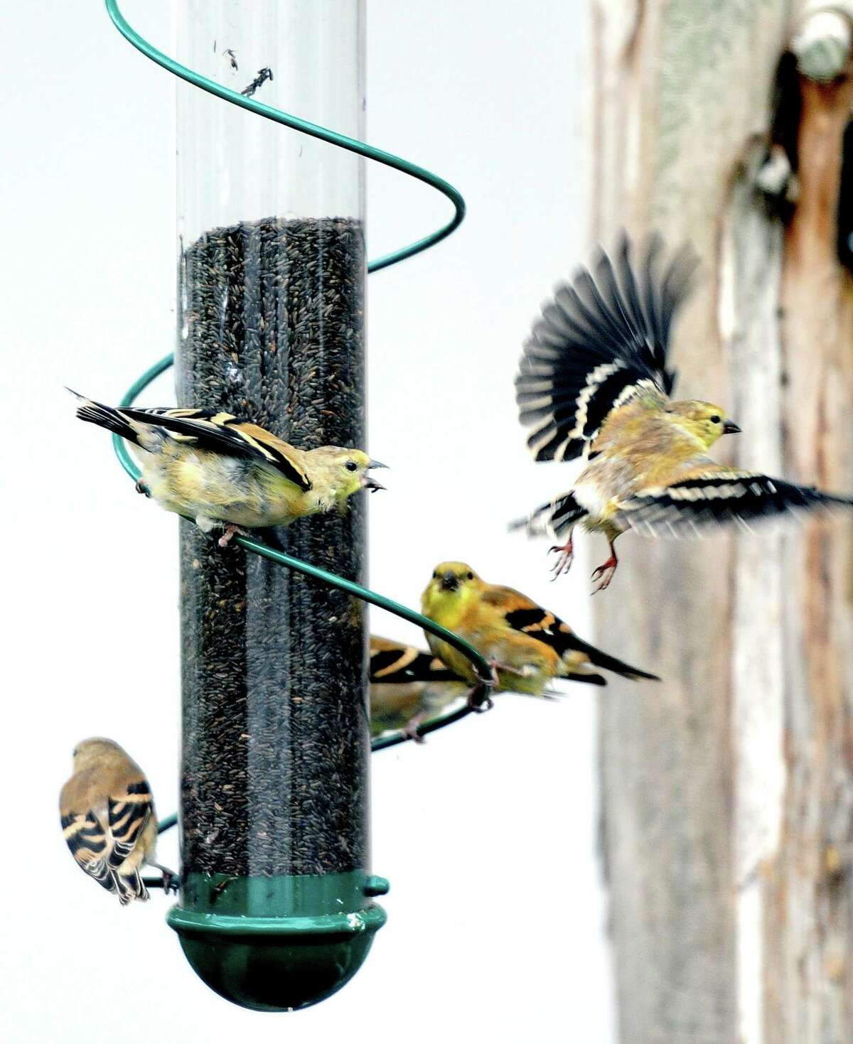 Jerry Walls: Wild birds can be fed all year long