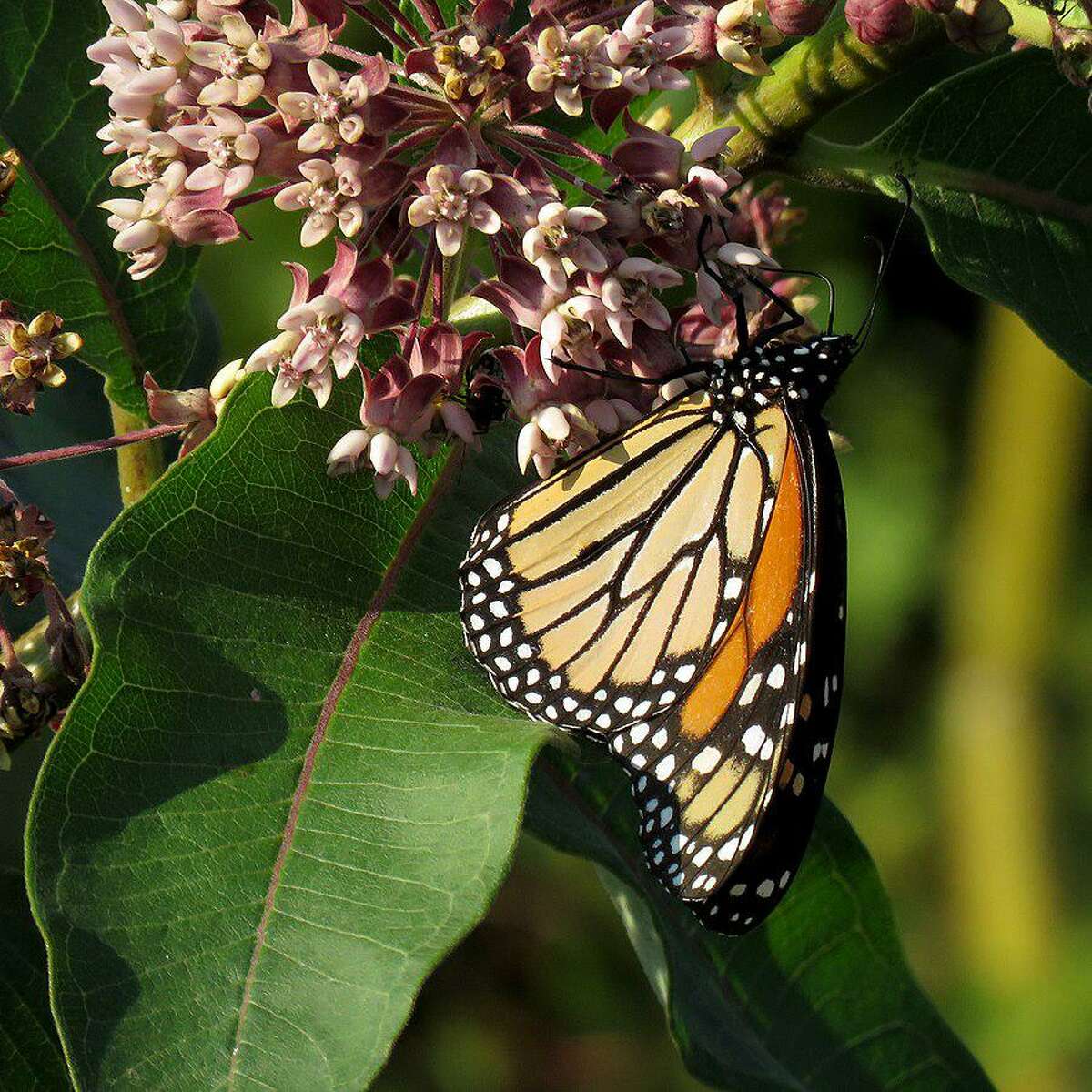 Mary Ellen Lemay, landowner engagement director for the Aspetuck Land Trust will bring information about pollinator pathways Saturday, Nov. 16, at 2 p.m., at the Fowler Building.
