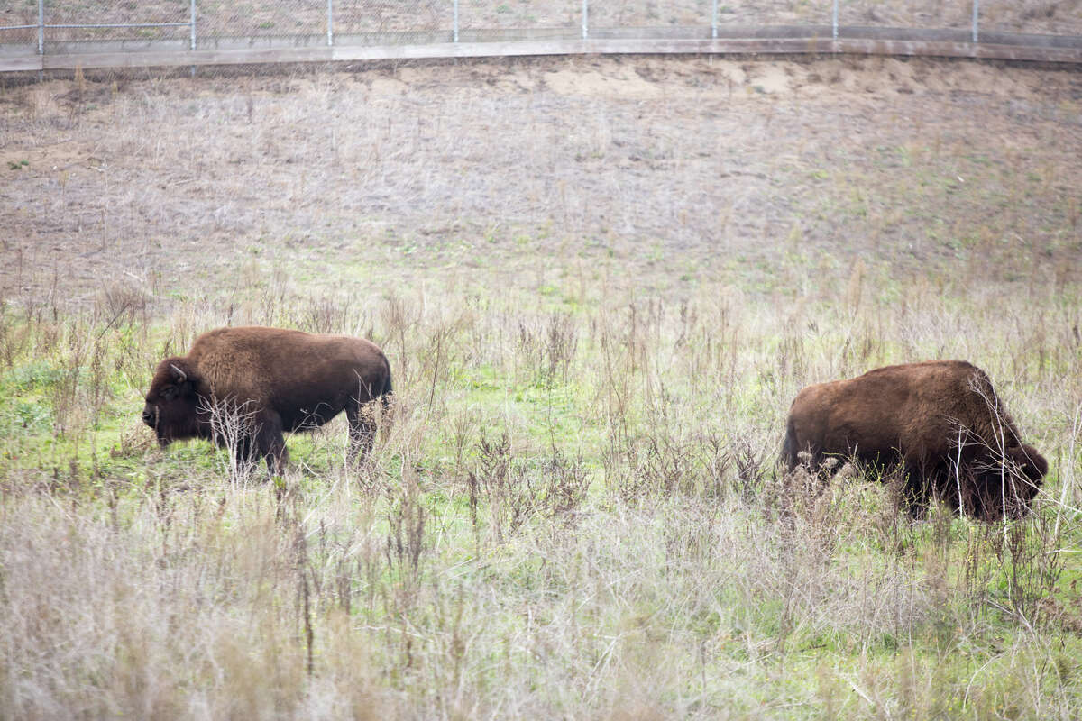 Silicon Stikke ud mælk Animal lovers who can't visit Golden Gate Park can check out the new bison  cam