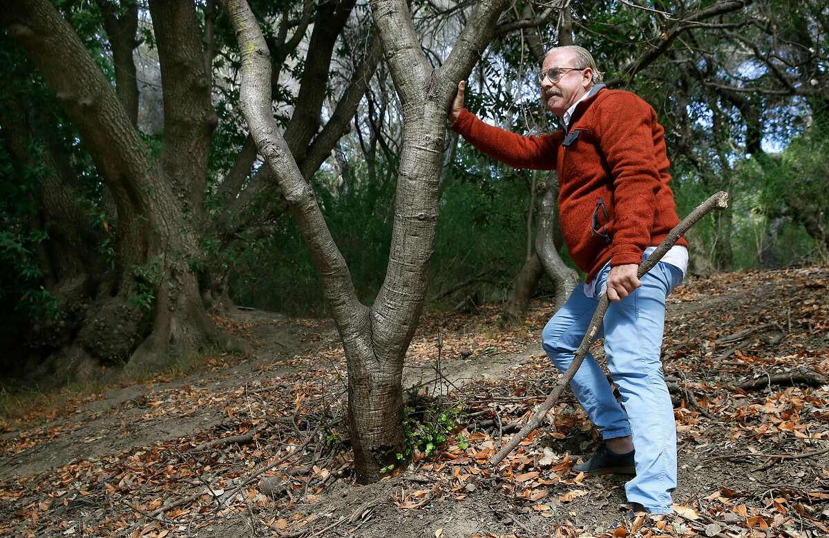 UC Berkeley professor and sudden oak death expert Matteo Garbelotto examines the trunk of a coast live oak infected with the disease above Centennial Drive in Berkeley, Calif. on Wednesday, Nov. 6, 2019. The tree was likely infected by the California bay laurel (upper left). The number of trees infected by the sudden oak death disease have nearly doubled in one year.