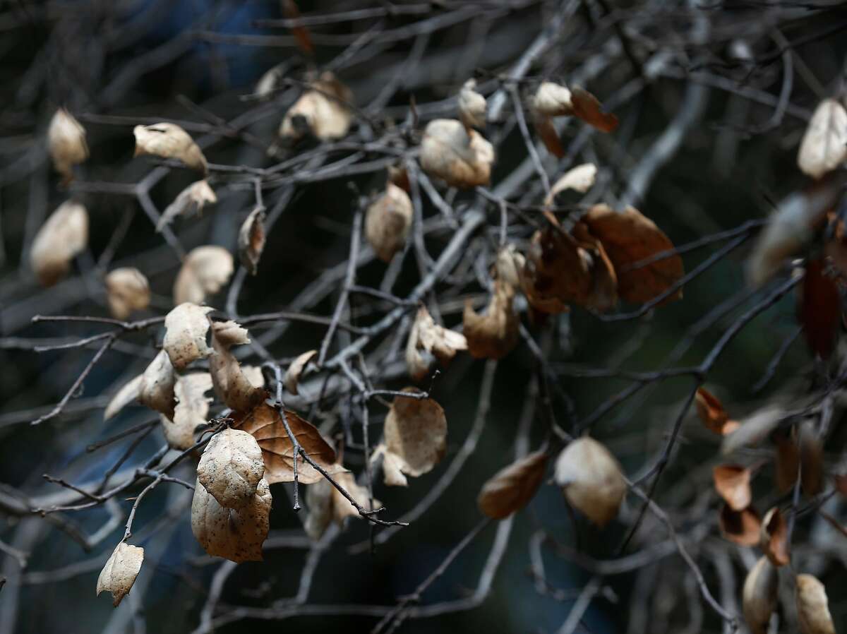 Sudden oak death spreading fast, California’s coastal forests facing