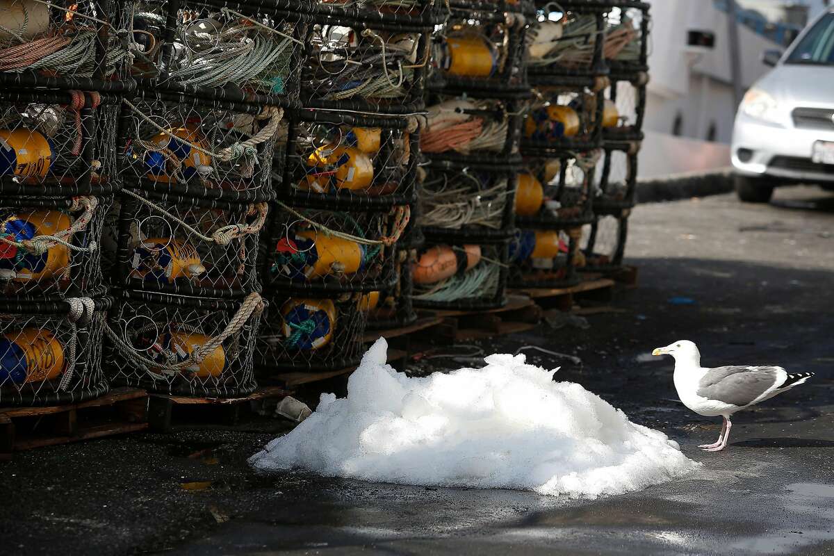 A seagull samples some crushed ice on the dock next to crab traps stacked on Pier 45 on Wednesday, November 6, 2019 in San Francisco, Calif.