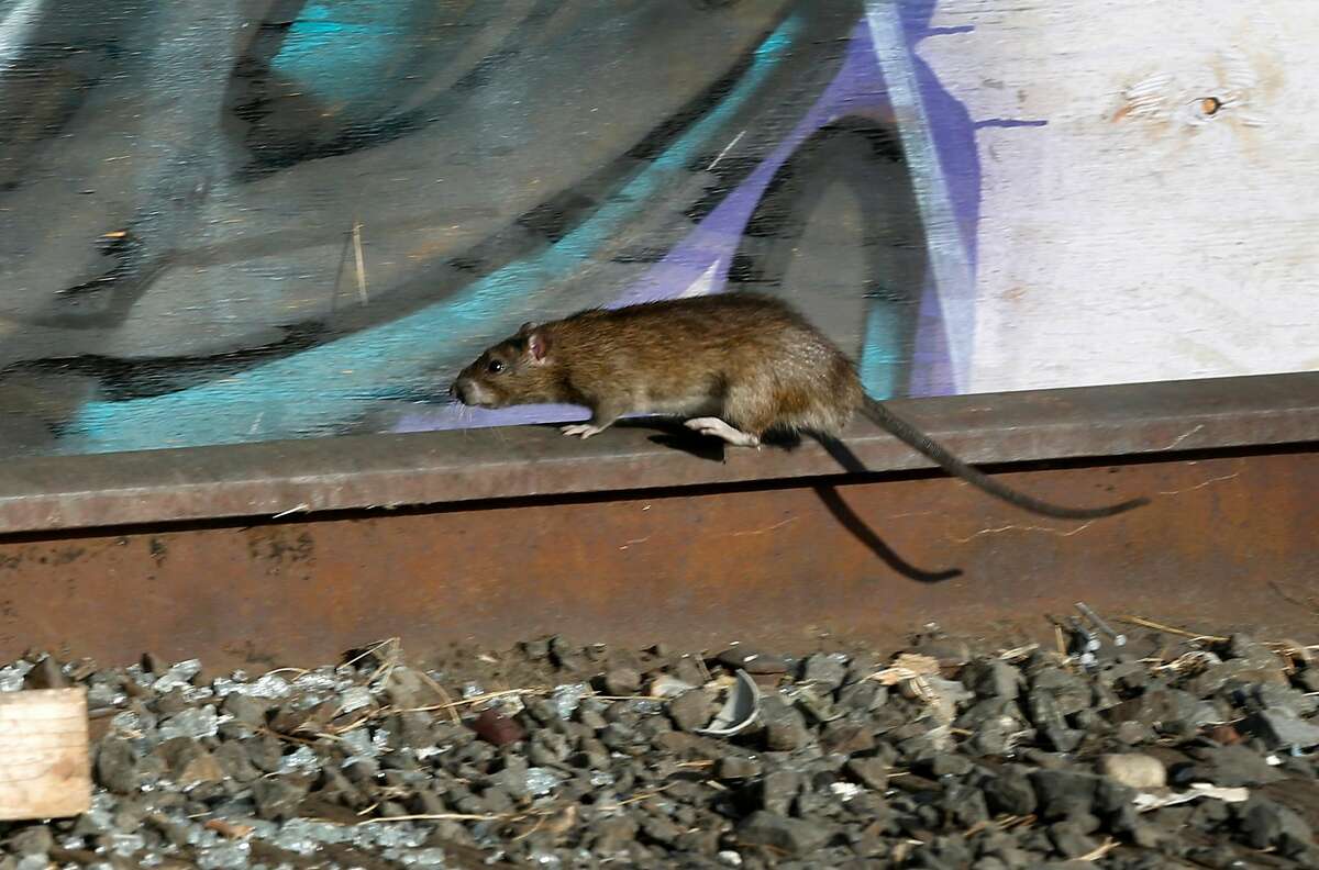 A rat scurries through a homeless encampment on Wood Street in Oakland, Calif. on Tuesday, Nov. 5, 2019. Oakland officials have begun clearing out abandoned cars, motor homes and forcing the residents to leave in an overall effort to completely clear the lot and turn it into a safe parking zone.