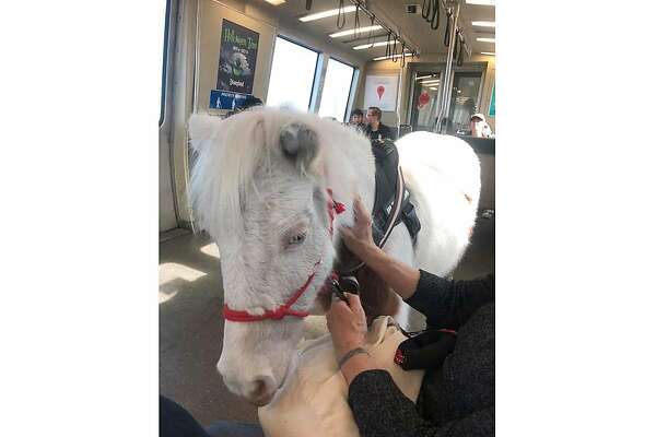 Meet Sweets The Bart Riding Miniature Horse Sfchronicle Com