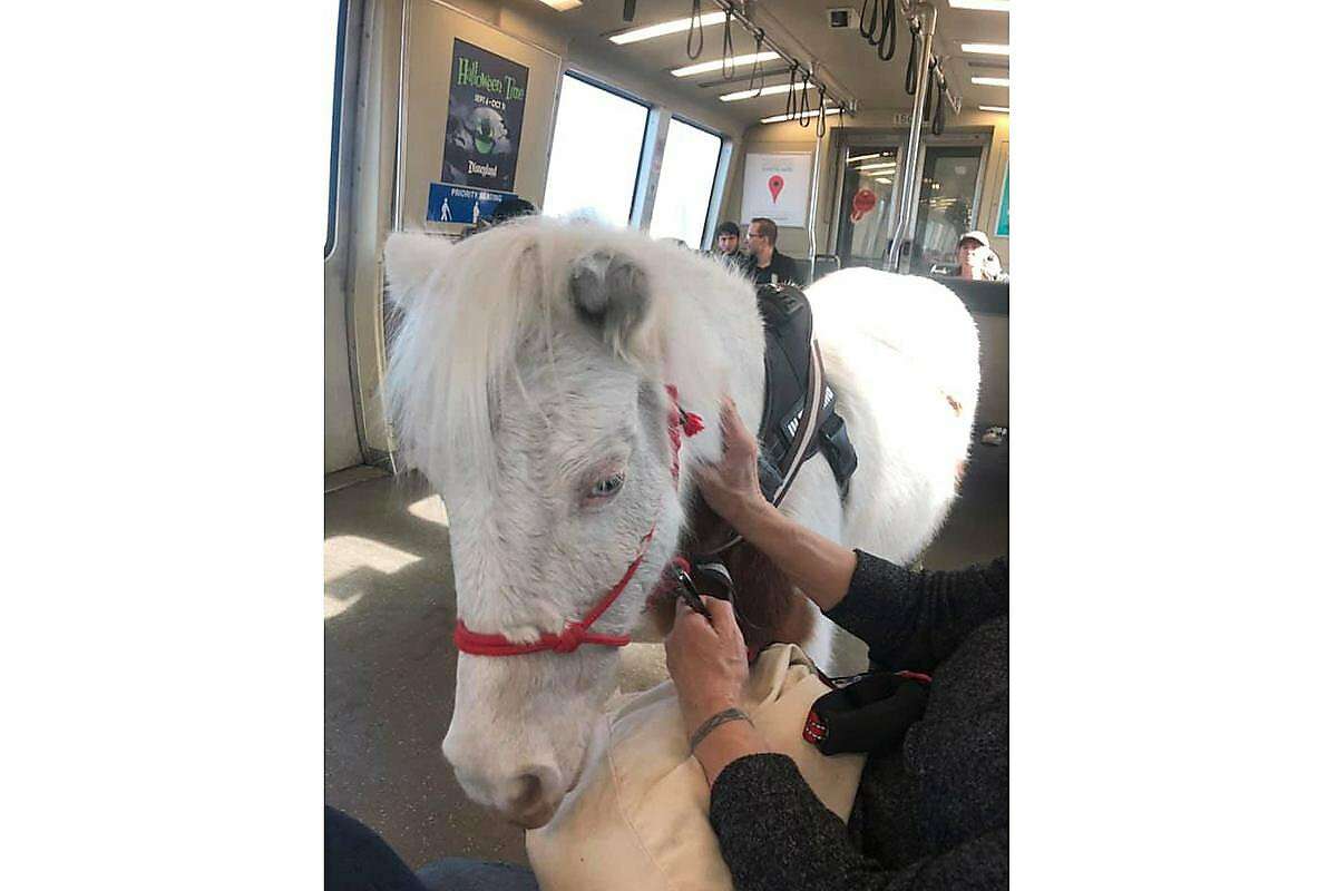 Vanessa Gilliam brought her pony named Sweets onto the BART system on Tuesday, November 6, 2019 to train the small horse to be a service animal and the BART ride was part of the preparation.