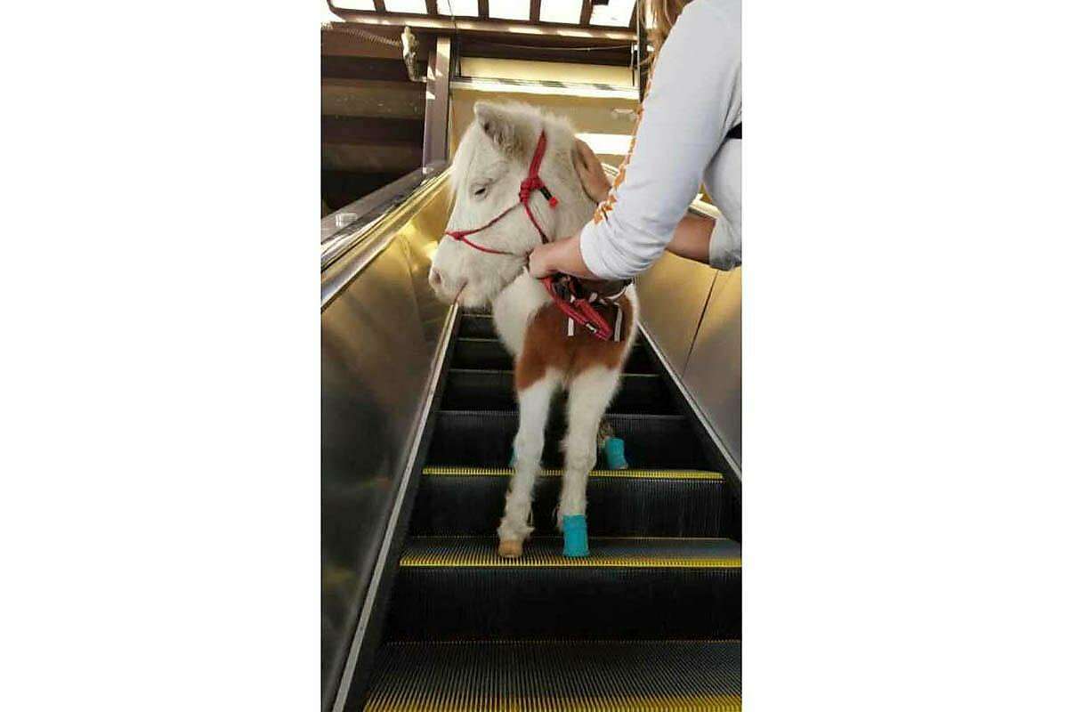 2019年11月6日星期二，凡妮莎·吉列姆把她的小马斯维斯带到了捷运系统，把这匹小马训练成服务动物，乘坐捷运是准备工作的一部分。