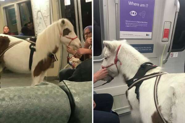 Meet Sweets The Bart Riding Miniature Horse Sfchronicle Com