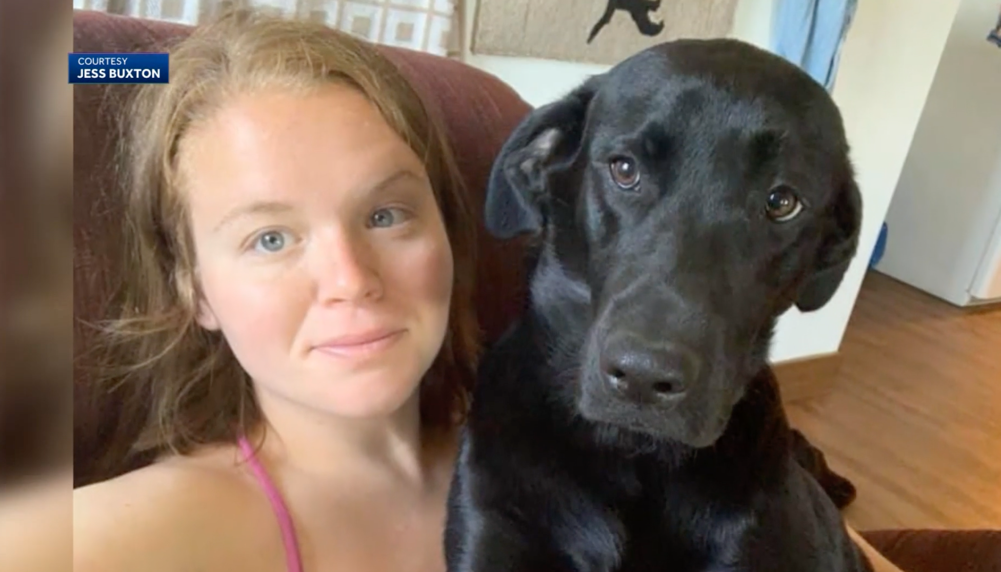 Police: Dog shot and killed by neighbor after wandering from owner's ...