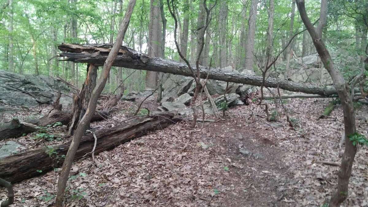 Birchbank trail will be home to the latest Shelton Trails Committee work party Saturday, Nov. 9.