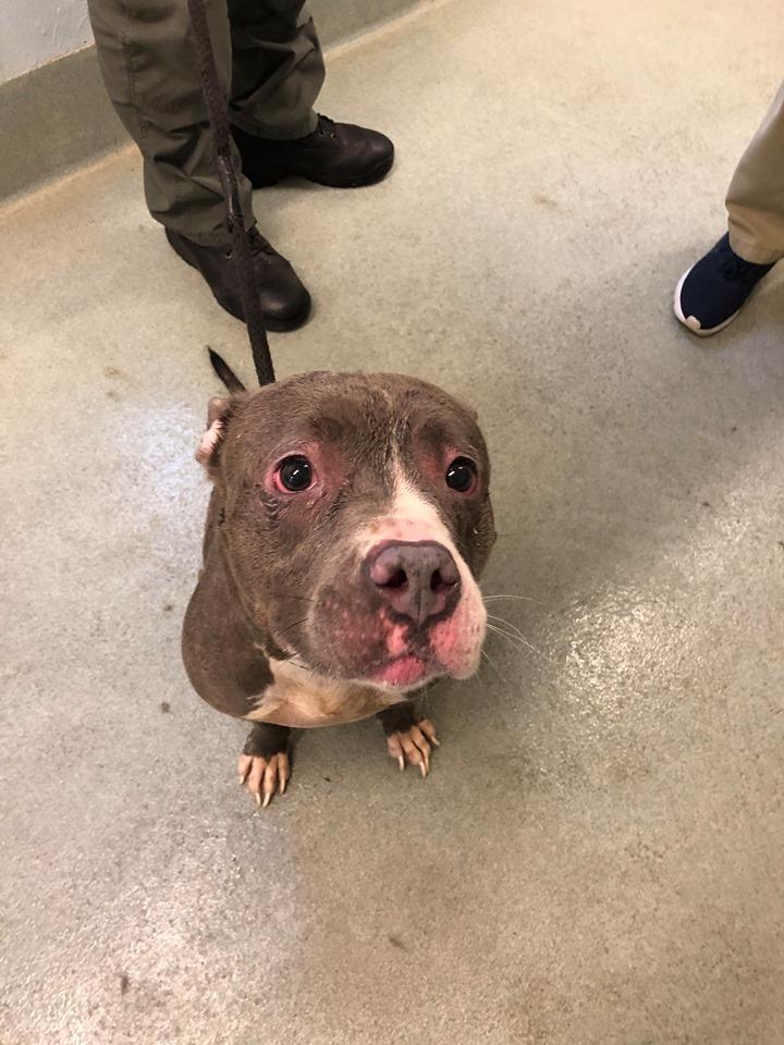 Police searching for man who abandoned dog outside Animal Shelter