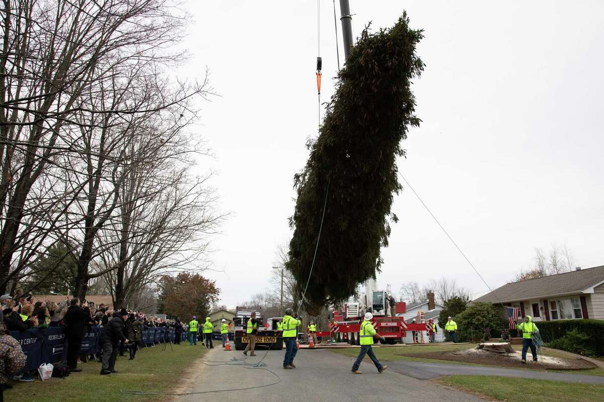 A 77-foot-tall (23.5 meter) Norway spruce that was once small enough to be displayed on a coffee table is harvested Thursday, Nov. 7, 2019 in Florida, N.Y. to become New York's famous Rockefeller Center Christmas Tree. Carol Schultz bought the sapling for the 1959 Christmas season. After displaying it in her home in the village of Florida she planted it in her front yard. (Robert G. Breese/Times Herald-Record via AP)