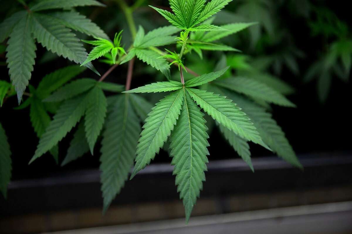 Marijuana plants grow under lights at Cresco Labs medical marijuana cultivation facility in Joliet, Ill.