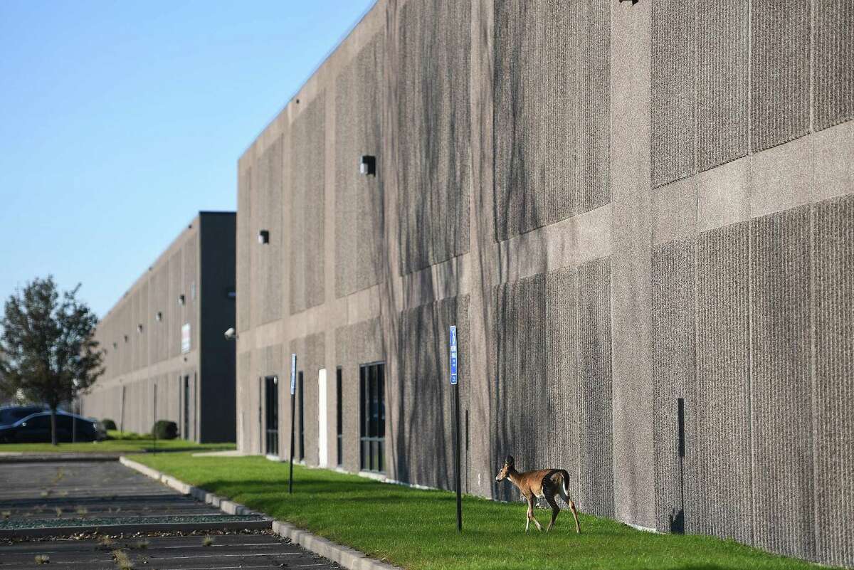 A deer strolls outside a large warehouse at 600 Long Beach Boulevard in Stratford, Conn., one of two adjacent warehouses where Amazon has announced plans to open as a distribution center.