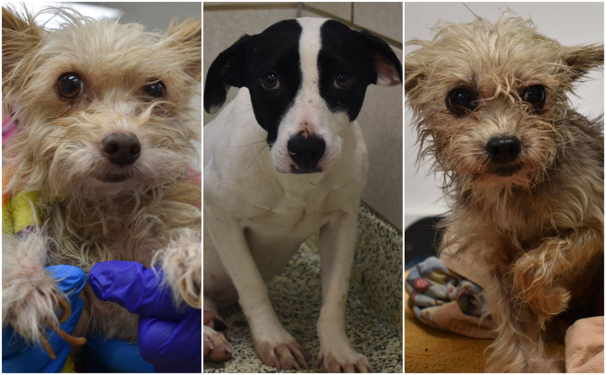 15 dogs, 3 cats found tethered to stakes outside southeast Houston home