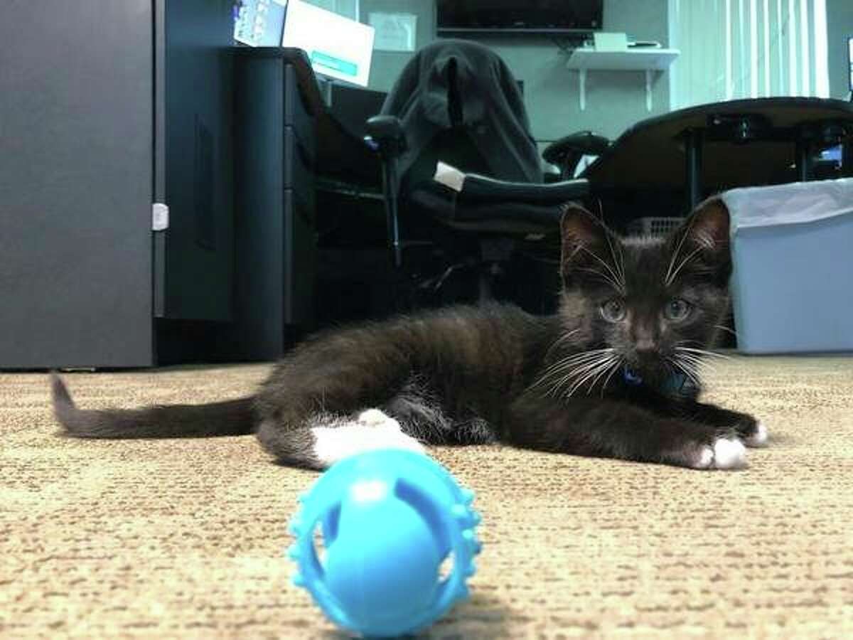 Chief was found by the Meceola Central Dispatch Center a few weeks ago. According to Meceola Central Dispatch Supervisor Debbie Ruiz, the employees love having the kitten around during work hours, noting playing with him has been a great stress-reliever. (Courtesy photo)