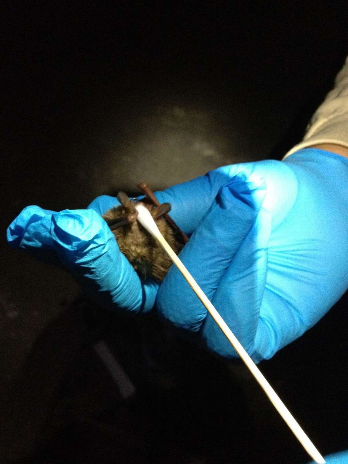 In this photo provided by south Mississippi state conservation biologist Kathy Shelton, a tricolor bat is swabbed to see if it carries the fungus that can cause white-nose syndrome.