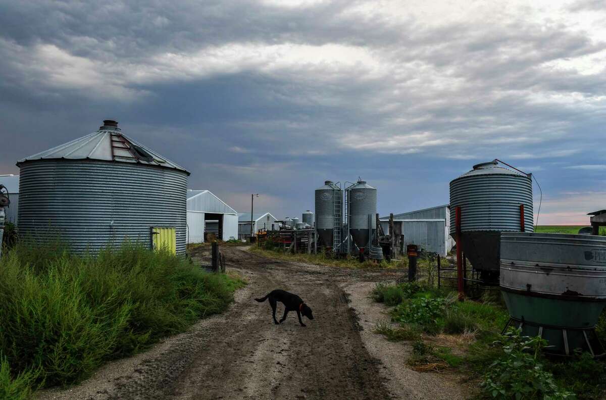 Diesel, the three-legged family dog, wanders about the farm Sept. 3 in Platte, S.D. At night, Amber says, she can hear him howling for Chris, his lost companion.