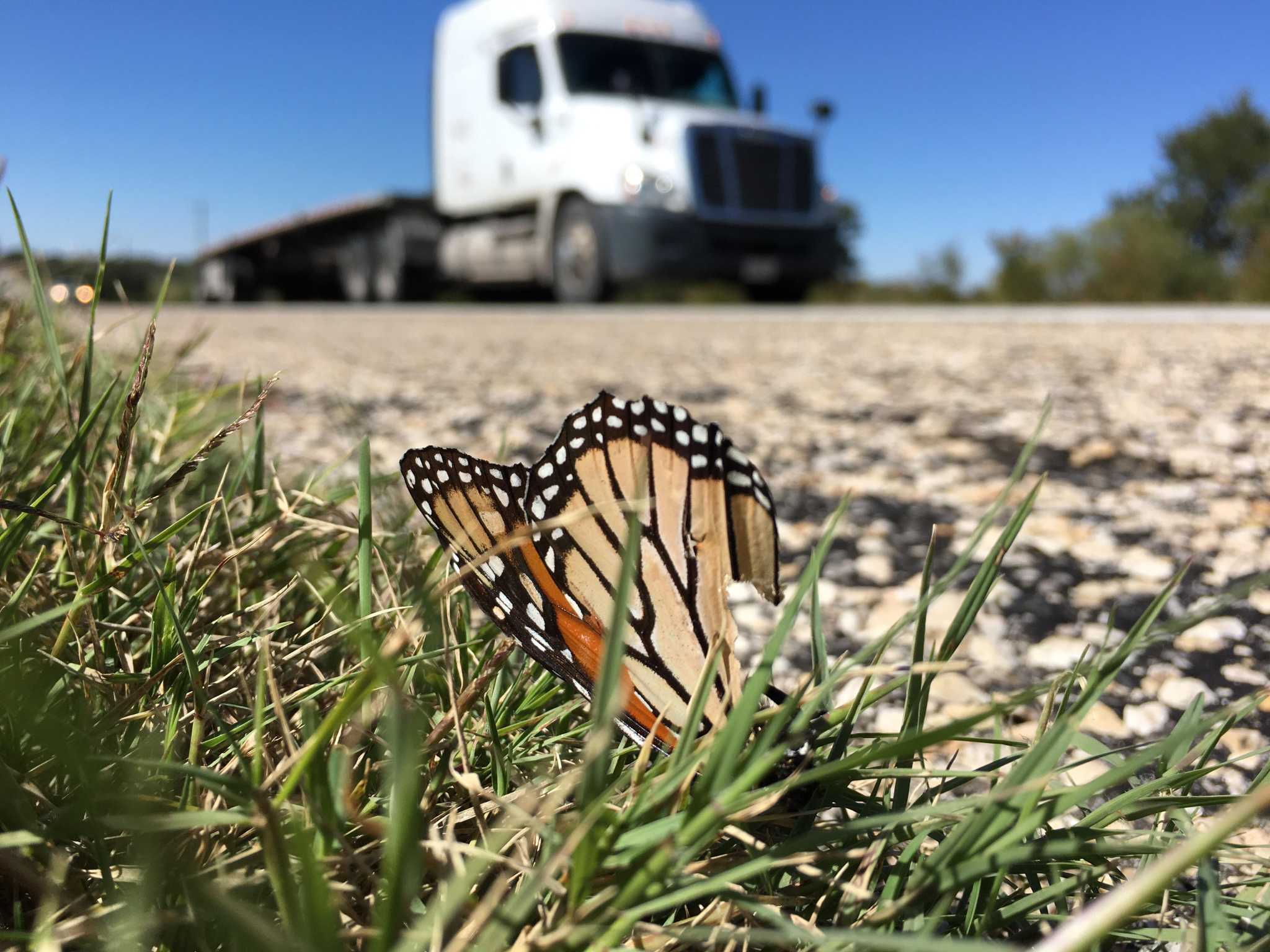Researchers work to keep millions of monarch butterflies from dying on