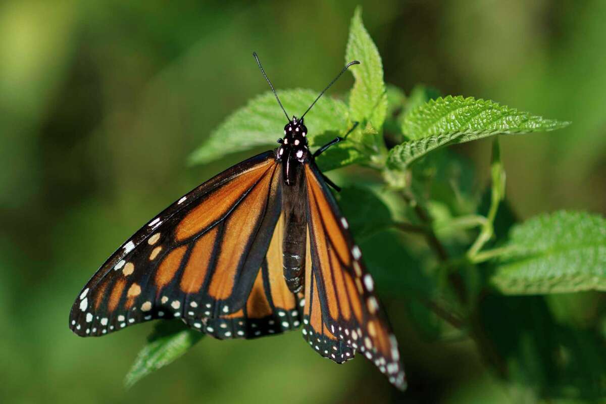 FILE - In this Monday, July 29, 2019 file photo a monarch butterfly rests on a plant at Abbott's Mill Nature Center in Milford, Del. Seventeen states sued the Trump administration Wednesday, Sept. 25, 2019, to block rules weakening the Endangered Species Act, saying the changes would make it tougher to protect wildlife even in the midst of a global extinction crisis. (AP Photo/Carolyn Kaster,File)