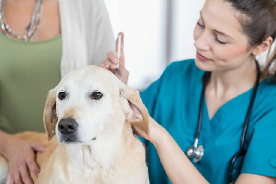 Here's a chance to get free rabies shots, microchips for ...
