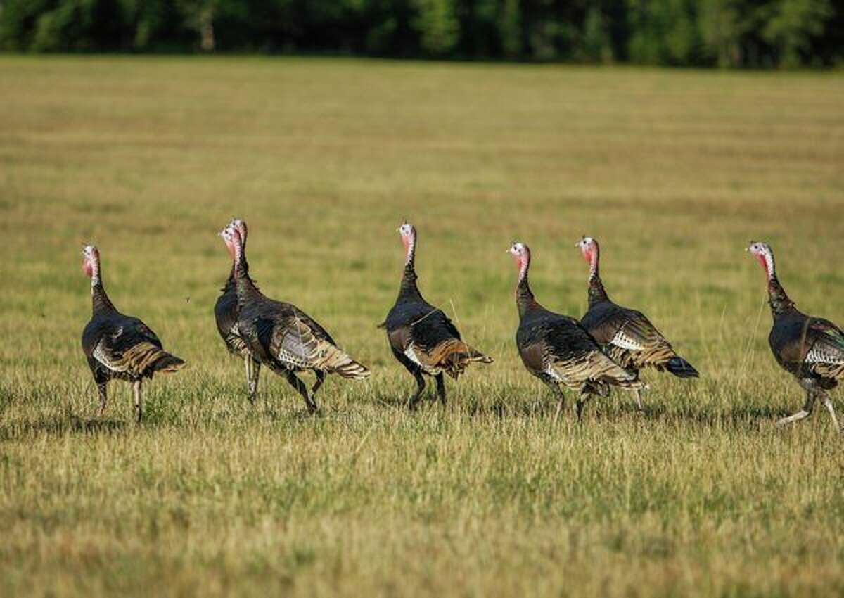 Fall turkey hunting is soon coming to a close; the season ends Nov. 14. (Courtesy photo)