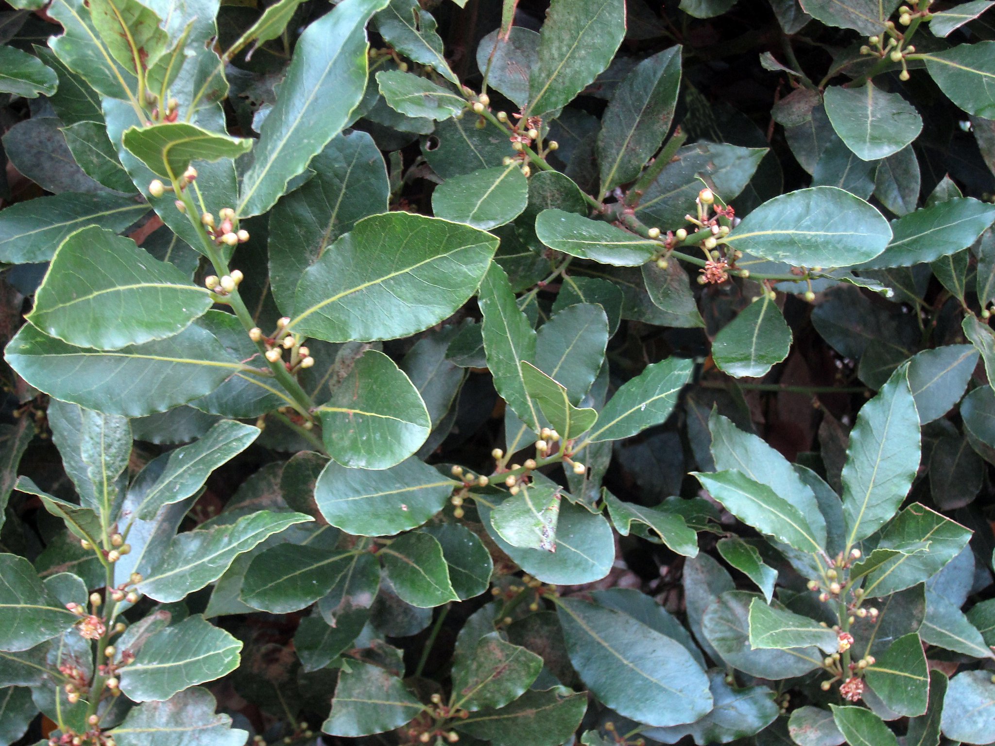 You can grow your own bay laurel, and now's a great to plant one
