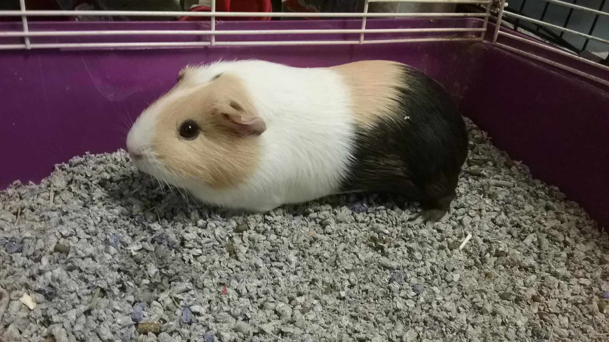 1 month sale old guinea pig