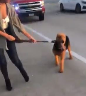 Viral video shows Houstonians stopping Beltway 8 traffic to help save dog after wreck