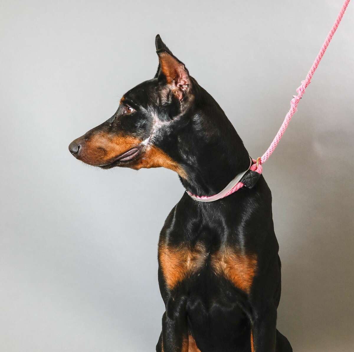 "Ali" caught the hearts of hundreds of Houstonians when he was rescued by the Harris County Animal Cruelty Taskforce in November after becoming a victim of animal cruelty. The three-year-old Doberman mix was attacked by another dog and suffered from severe facial wounds that were left untreated by his former owner. 