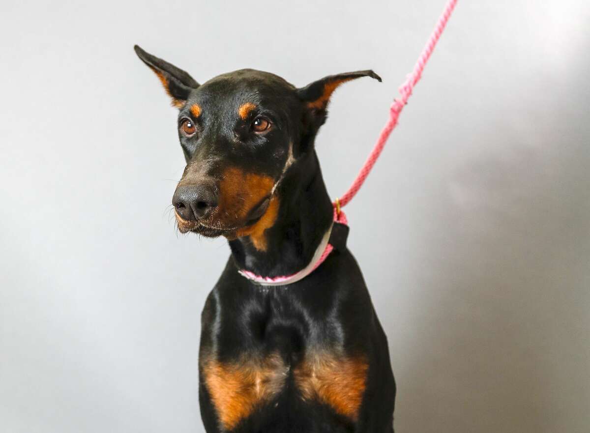 Ali (ID: 42944434) is a 3-year-old, male, Doberman mix available for adoption from the Houston Humane Society. Photographed, Tuesday, Nov. 12, 2019, in Houston. Ali was brought into the Humane Society after being seized from his home, as a result of his owner not seeking veterinary care for a very serious facial injury. He was treated by the vets in their wellness clinic, and received 40 stitches to repair his wound. It has taken him weeks to recover and now he is finally deemed ready to find his forever home. He knows how to sit, enjoys playtime, and walks well on a leash.