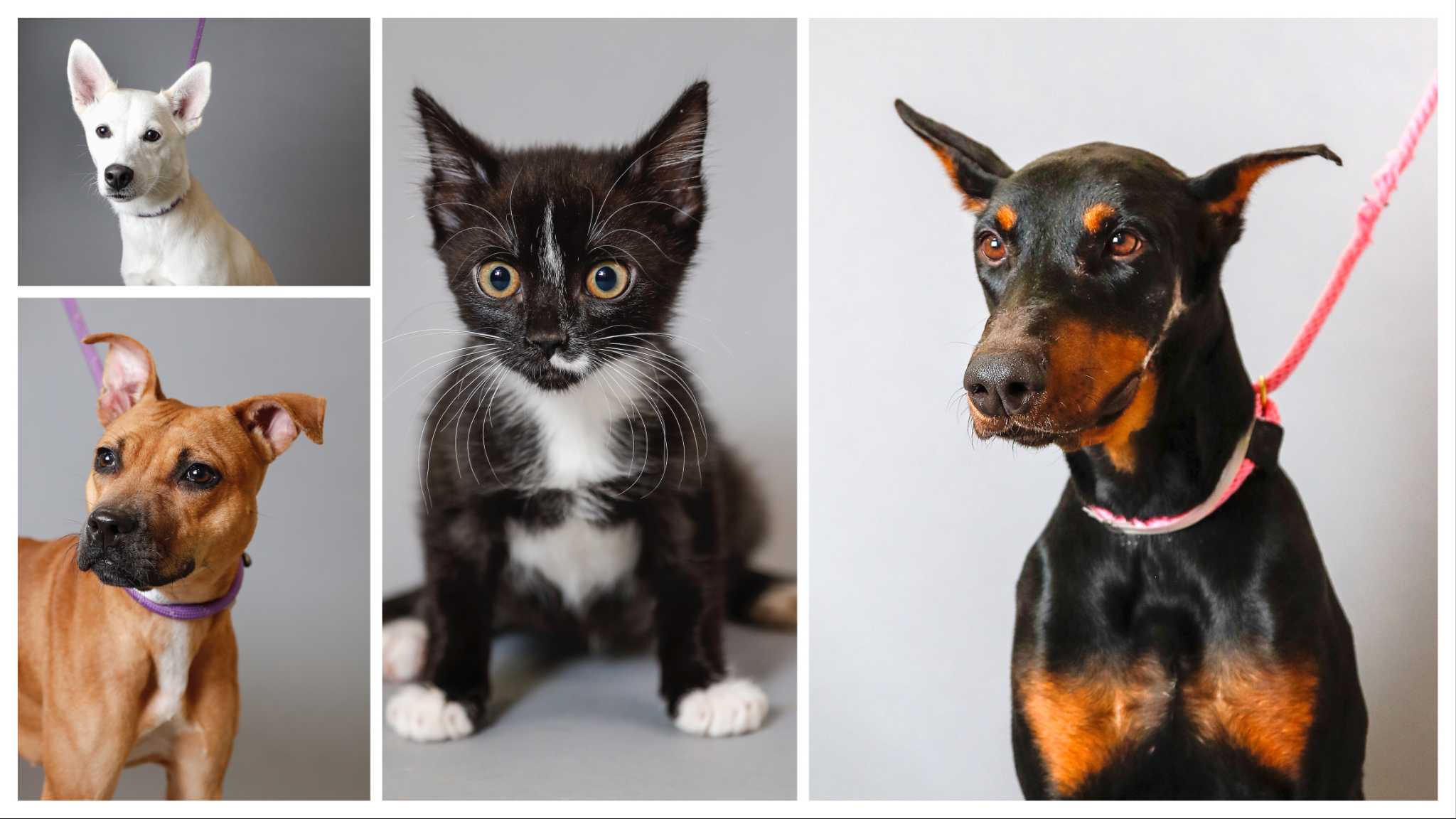 Pets of the Week: Meet Ali, the dog with a mangled face, and others at Houston Humane Society