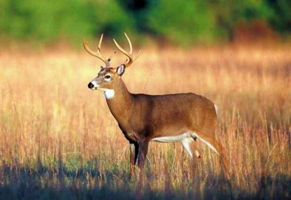 Dnr Predicting Good Buck Population For Northern Lower Peninsula 5333