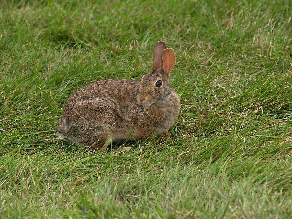 There’s a bunny boom in Seattle right now. Here’s why