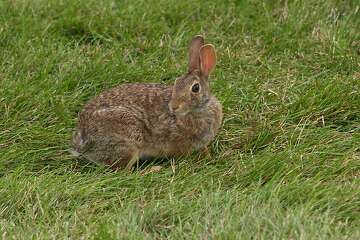 There’s a bunny boom in Seattle right now. Here’s why