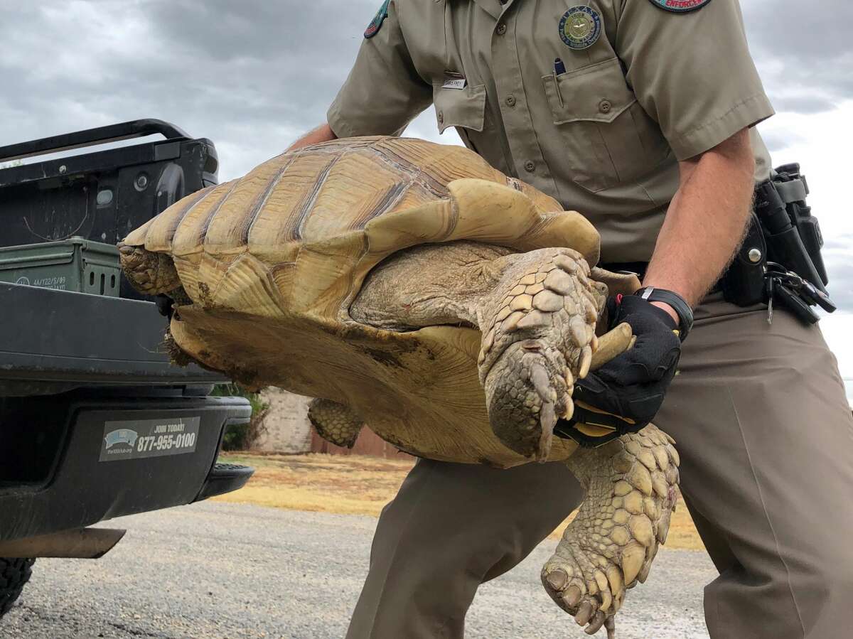 A large runaway tortoise was returned to his home after he was found 10 days later on a rural West Texas highway about a mile and a half away.