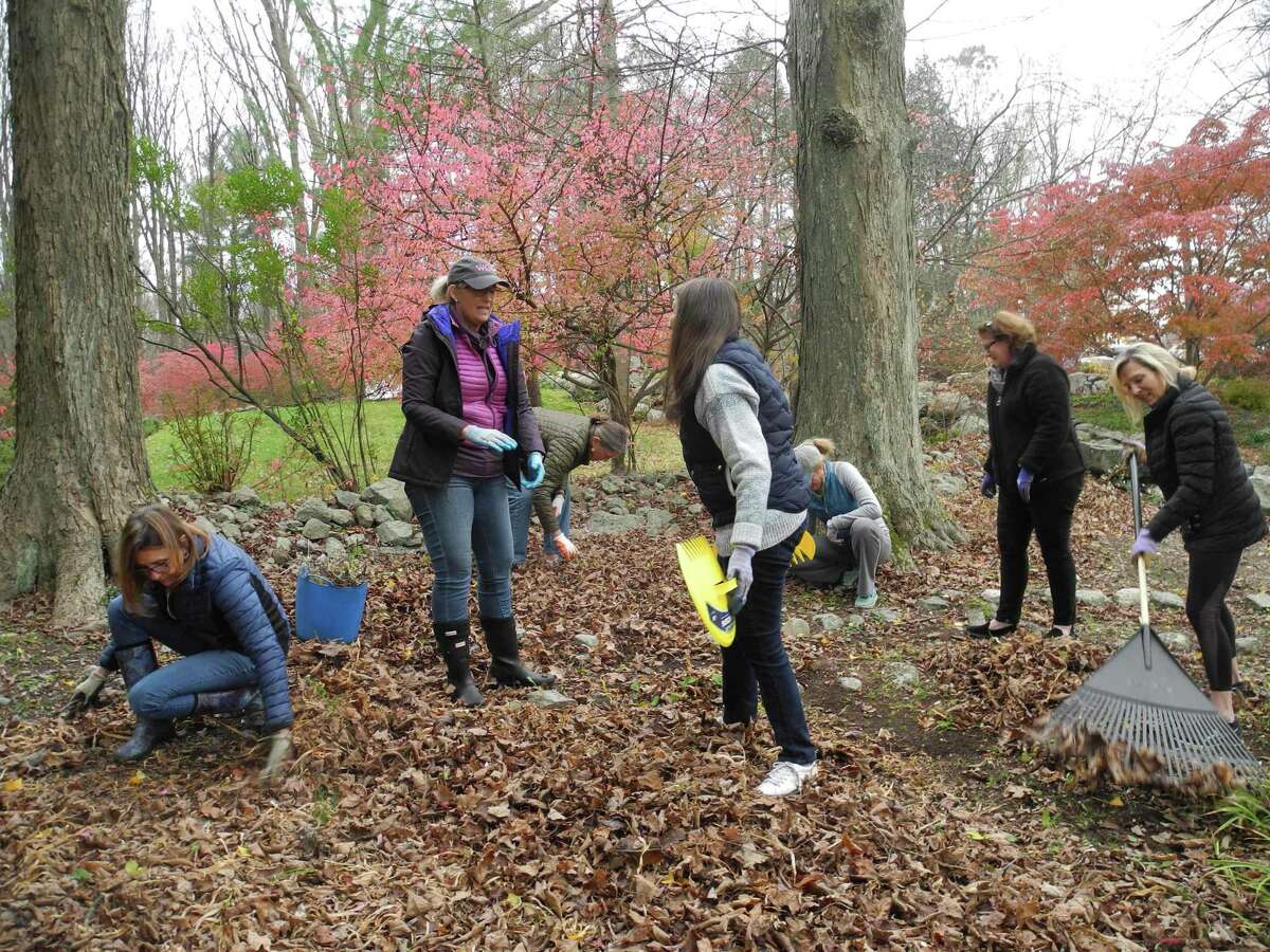 Working in the Mary Comstock Wildflower Garden at Old Town Hall on Nov. 7 are Wilton Garden Club members, from left, Pam Nobumoto, Nancy Greeley, Heidi Riggs, Yolanda Bonomo, Lindsay Fontana, Denise Fritz and Libbie Carroll. The garden, named for an original member of the club, is one of the areas undergoing a sprucing up at the historic building.