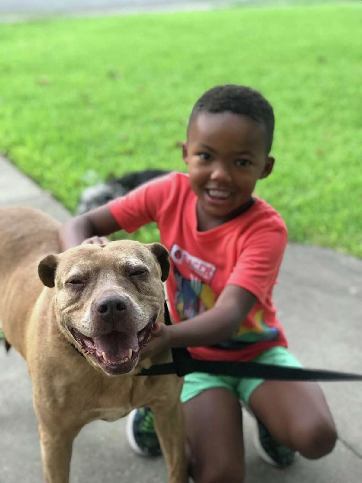 Pet of the week 12yearold dream dog gets better with age