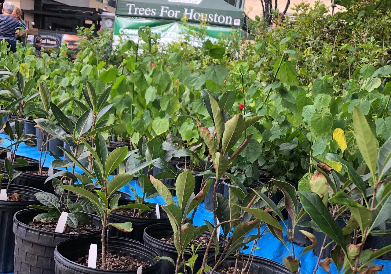 Saturday: 500 free trees available in The Market at Springwoods Village - Houston Chronicle