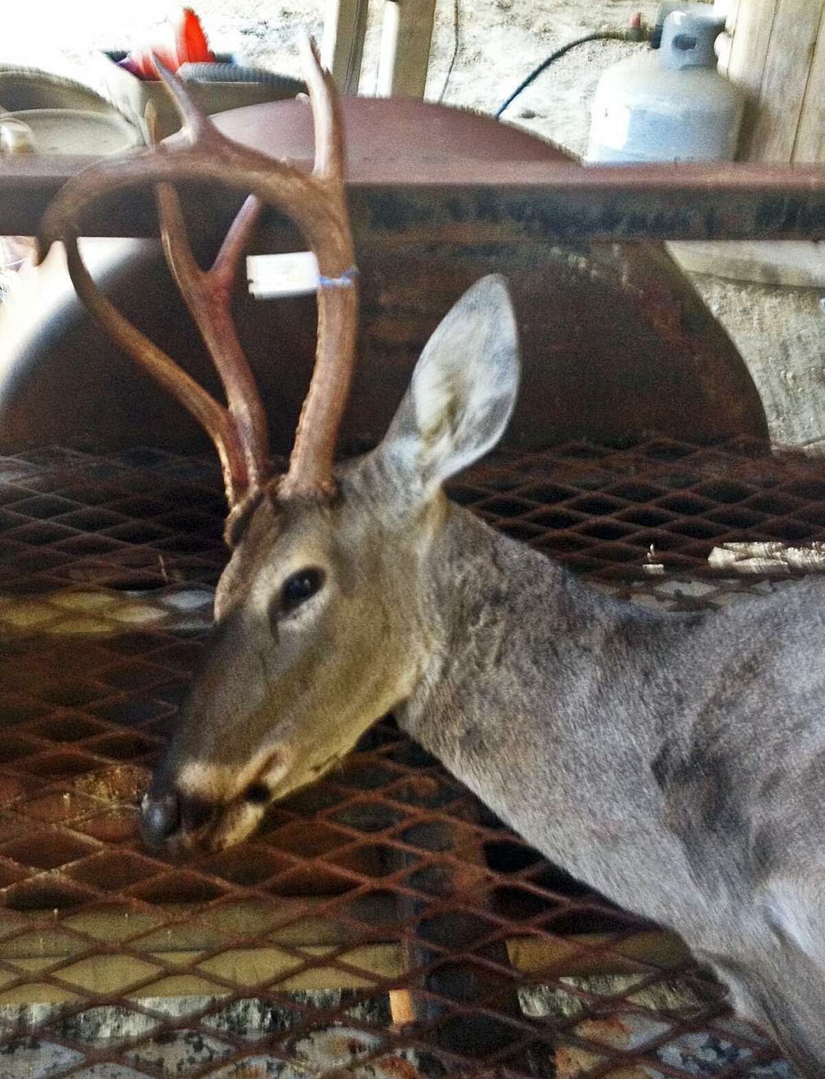 The six-point rack atop the head of this white-tailed deer is nothing to write home about except for the fact that it is a doe sporting these antlers.