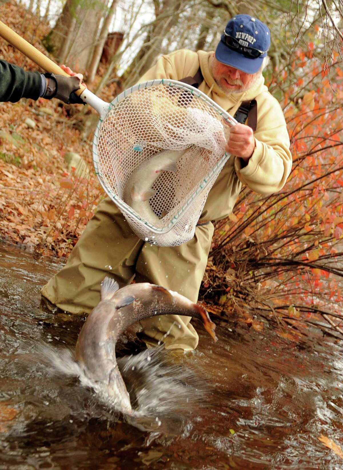 File photo: Dale Williams, a volunteer from Trout Unlimited, helps staff from the Connecticut Department of Environmental Protection Inland Fisheries Division stock Atlantic salmon into the Shetucket River in Sprague, Conn., on Tuesday, Nov. 9, 2010.