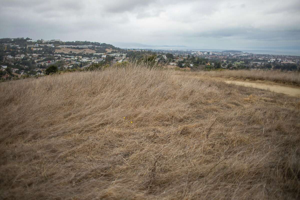 The hiking trails on Sugarloaf Hill are dry and cracked along with the tall grasses that grow on the hill's top on Thursday, November 14, 2019 in San Mateo, Calif. A group of scientists now says that the American West, including California, has been in the midst of a prolonged drought since the beginning of the century.