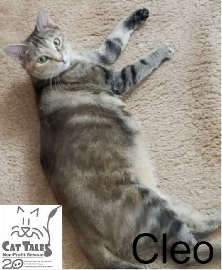 Pet Of The Week Cleo The Middletown Press