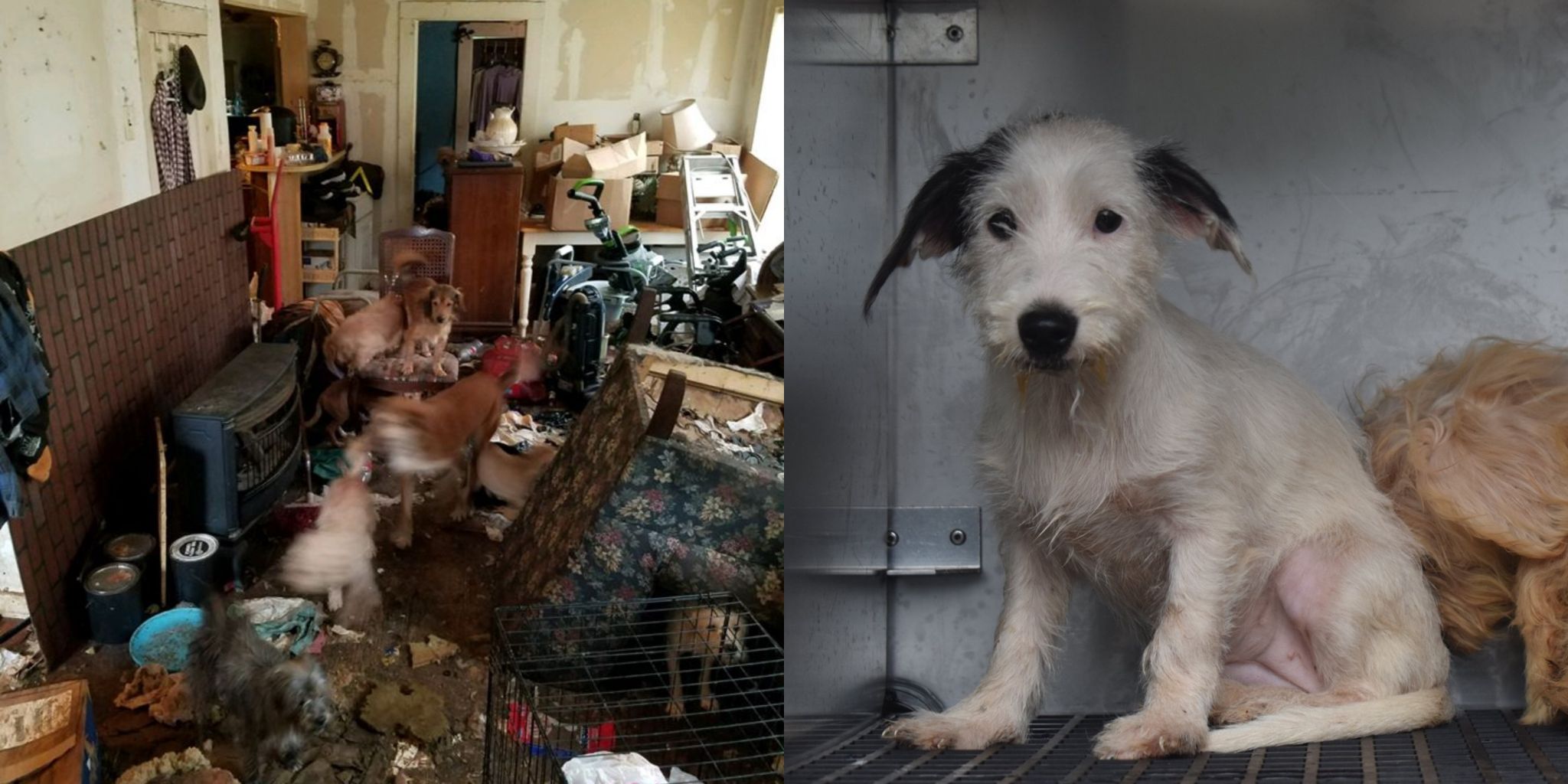 24 animals rescued from 'horrific conditions' after elderly woman falls and calls police for help