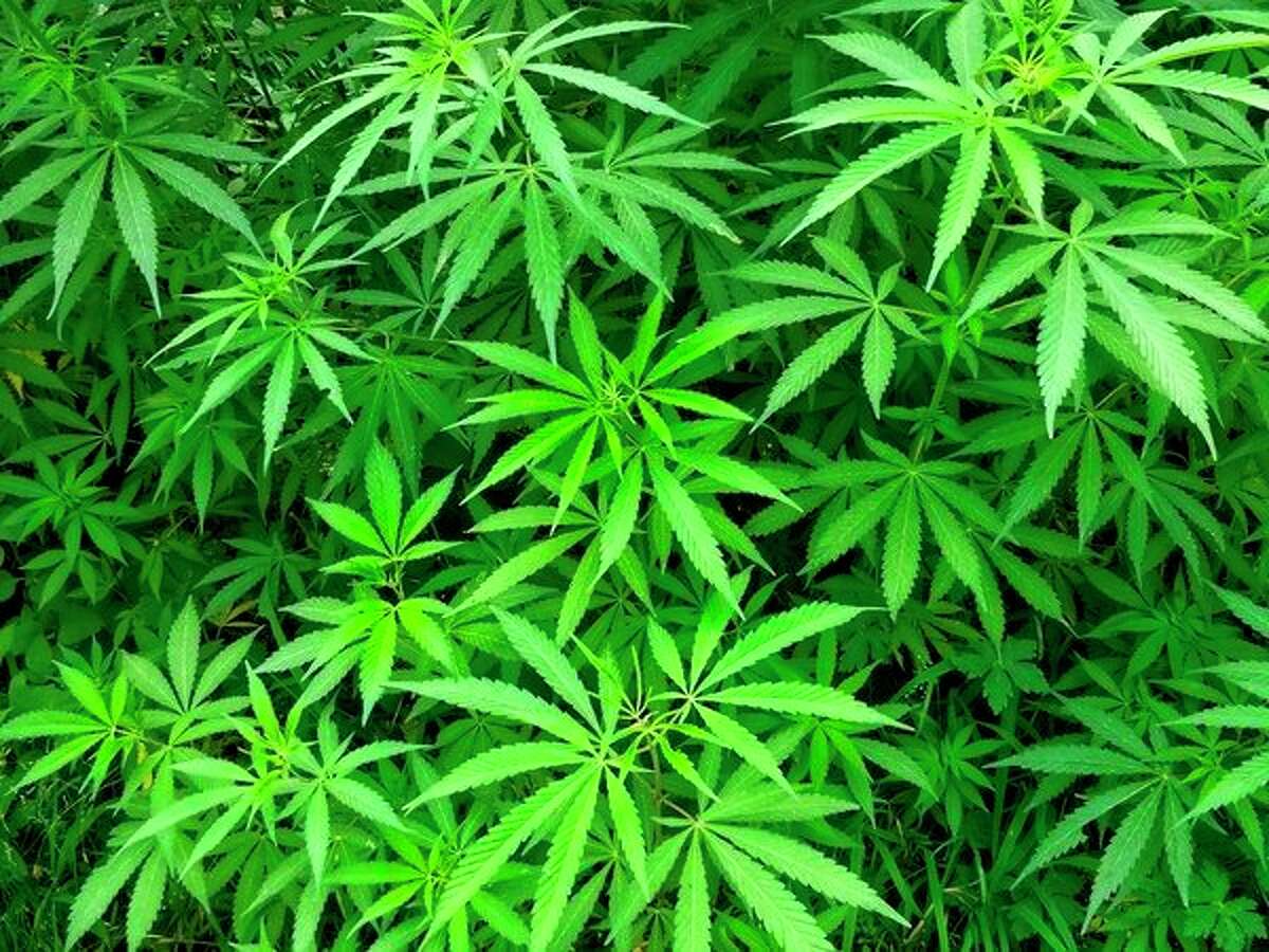 Although it has been a little more than a year since the legalization of recreational marijuana in Michigan, area police and prosecutors still are unsure what long-term impact the new law will have on the local community and the state as a whole. (Courtesy photo/Getty Images)