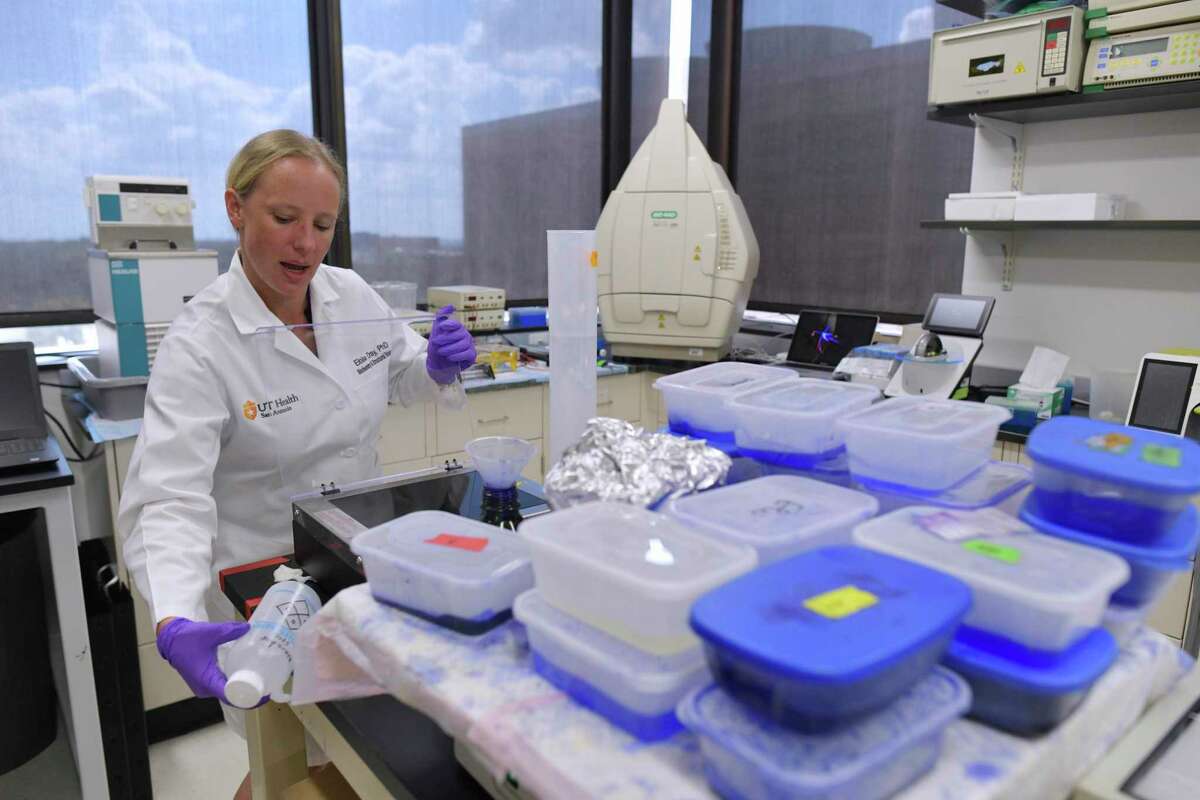 Eloise Dray works in Dr. Patrick Sung's lab at the UT Health Science Center San Antonio on Friday, Oct. 4, 2019. The lab is run with the goal of interfering with cancer formation to help patients find better treatment plans, said Dr. Sung.
