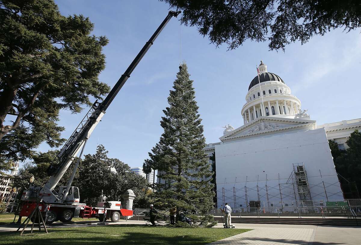 Workers position the state Christmas Tree in front of the state Capitol in Sacramento, Calif., Thursday, Nov. 7, 2019. The more than 60-foot tall White Fir tree was cut from the Latour Demonstration State Forest near Redding and transported to the Capitol by the California Department of Forestry and Fire Protection. The tree will be decorated with hundreds of hand-crafted ornaments donated from the California Department of Developmental Services and 10,000 ultra-low-wattage light-emitting diode bulbs. Lighting ceremonies will be held in early December. (AP Photo/Rich Pedroncelli)